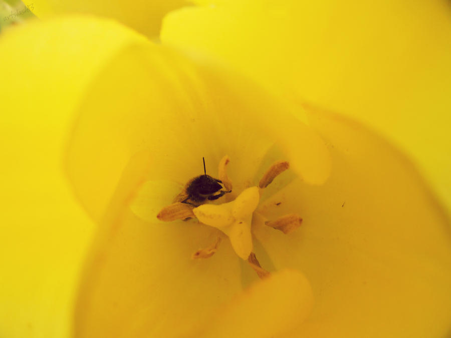 Bee in flower