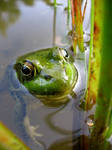 Frog by Snyki