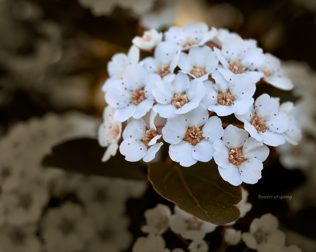 Flowers of spring in reds