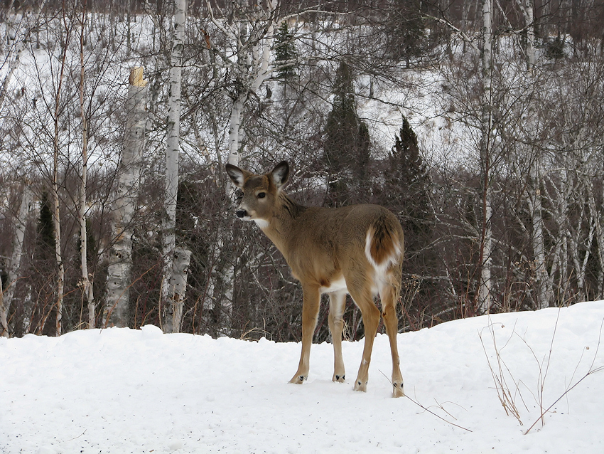 Gooseberry Falls Deer