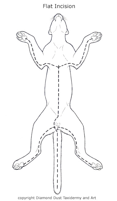 Big Cat Skinning Diagram