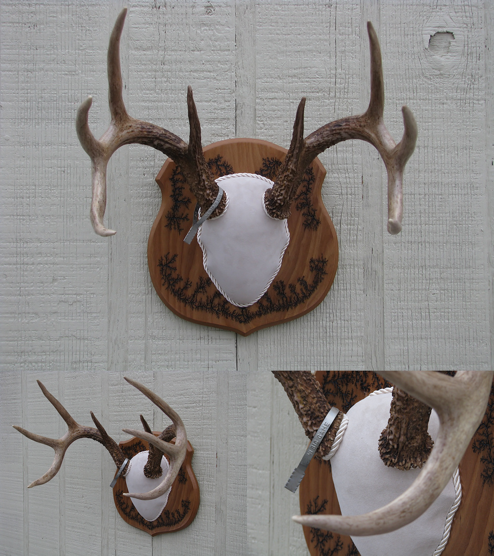 Antler Mount 7 - Wisconsin Whitetail