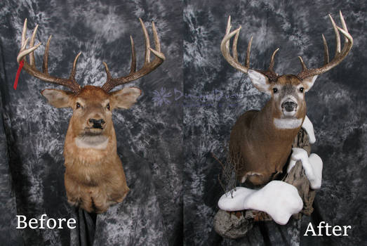 Allan's Buck Before and After