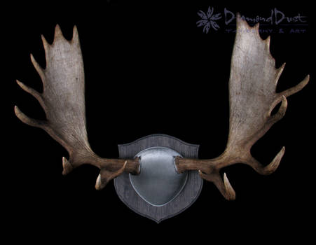 Alaskan Moose Antler Mount in Grey