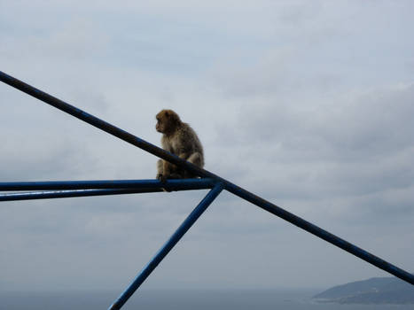 Gibraltar Monkey