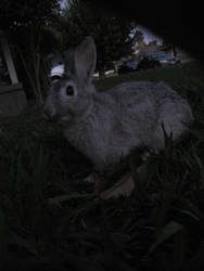Mr Rabbit 2