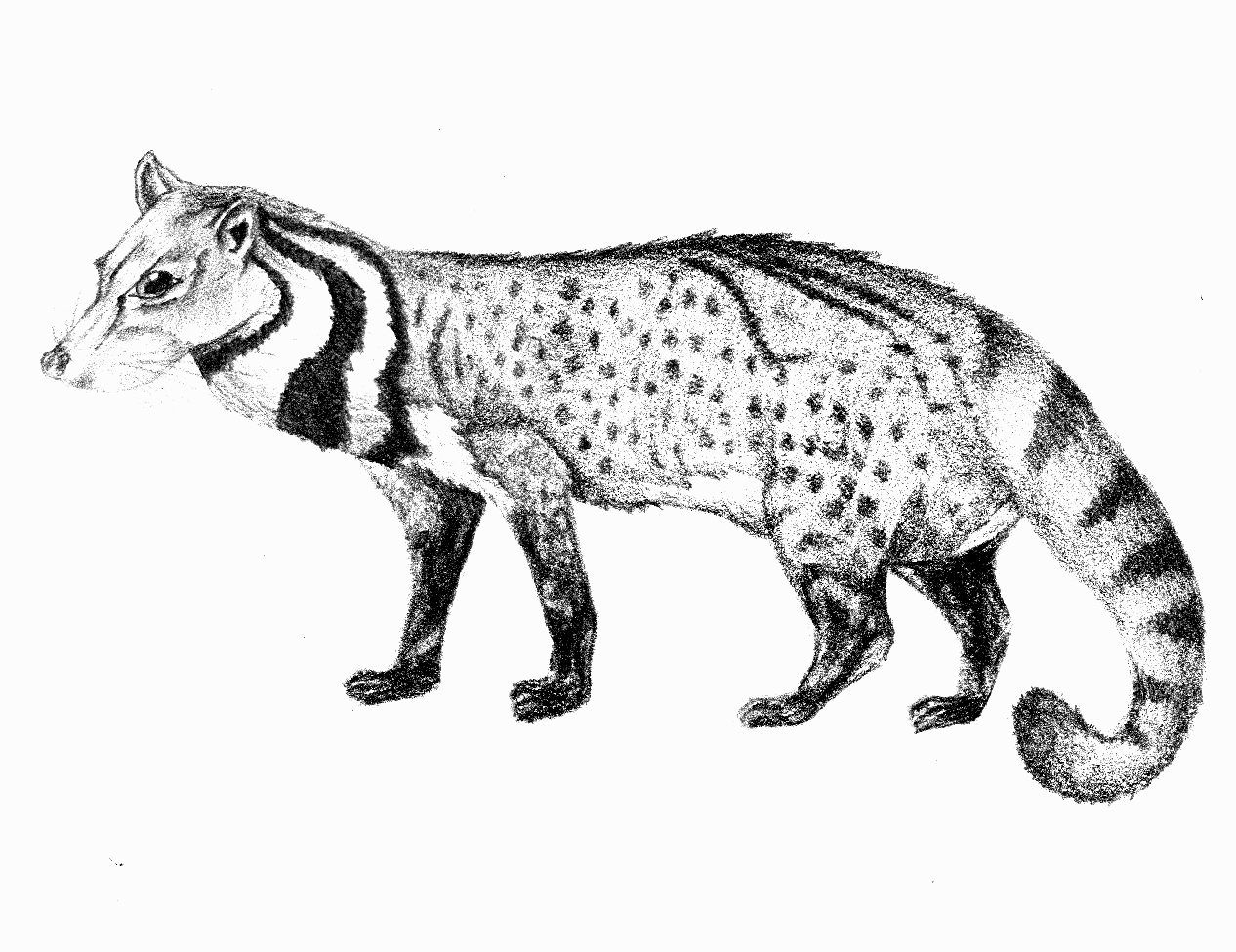 Civet