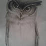 owl