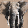 Elephant Charcoal drawing on toned paper