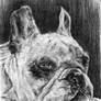 French bulldog