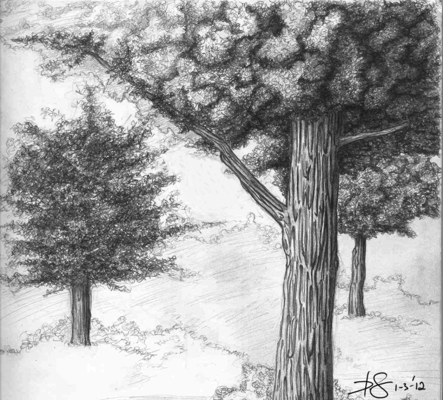 Tree Sketch