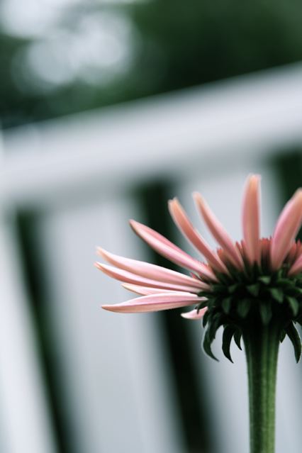 Pink Petals