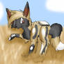 African Wild Dog