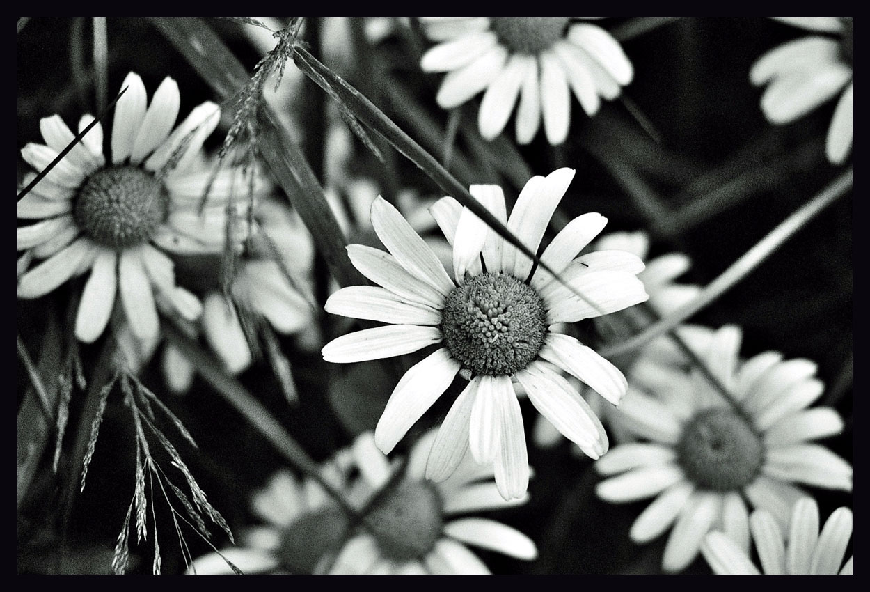 Monochrome Daisy