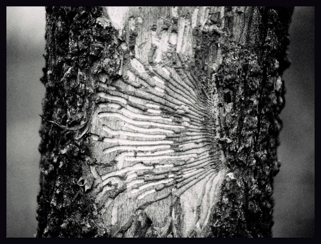 Infested tree by Chaoslad on DeviantArt