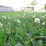 Field of Clovers