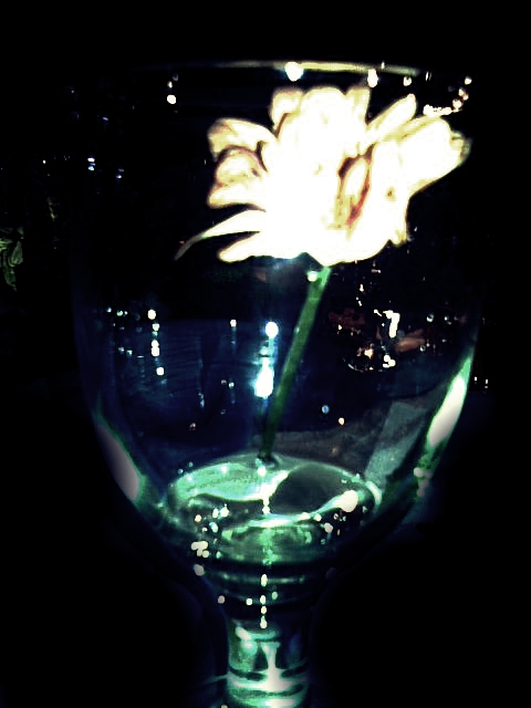 Flower in a Glass