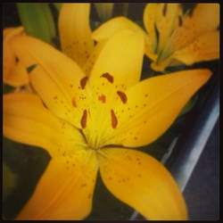 yellow lilly