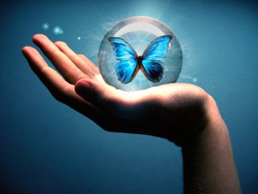 blue butterfly