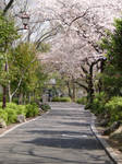 Ueno Blossoms by mackymole