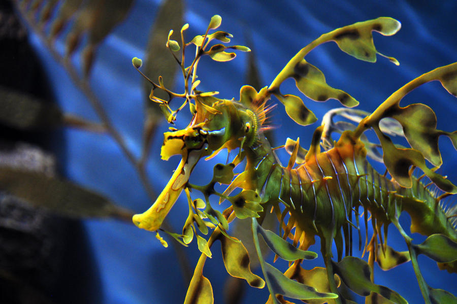 leafy sea dragon