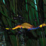 weedy sea dragon