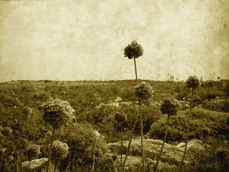 Flores de sepia