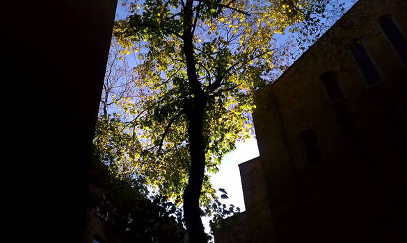 Yellow/Green Tree on a bright Sunday Morning