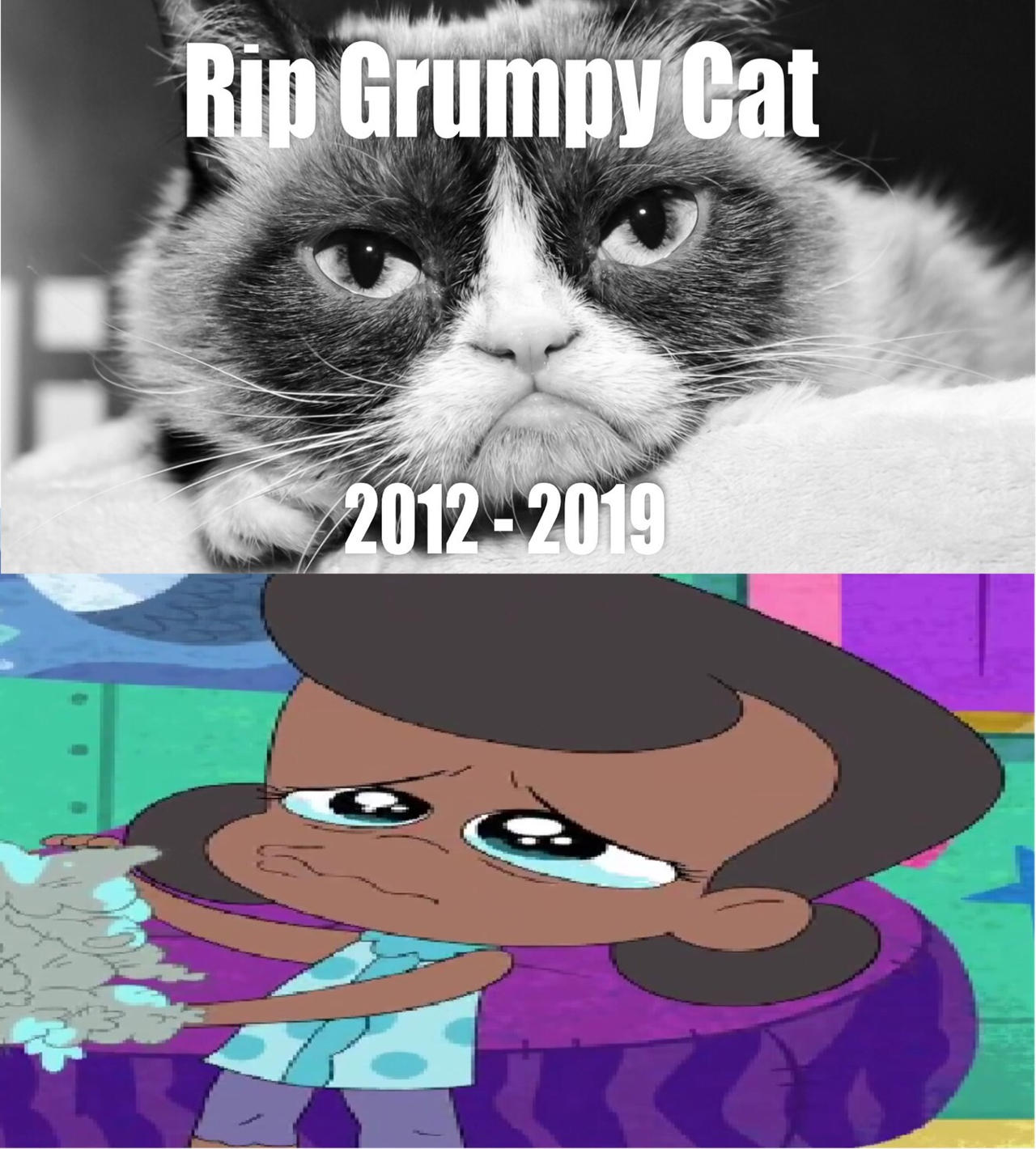 Grumpy Cat Meme Cry 50+ Grumpy Cat Meme Stock Photos, Pictures