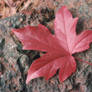 Sweetgum Leaf and Iron Ore
