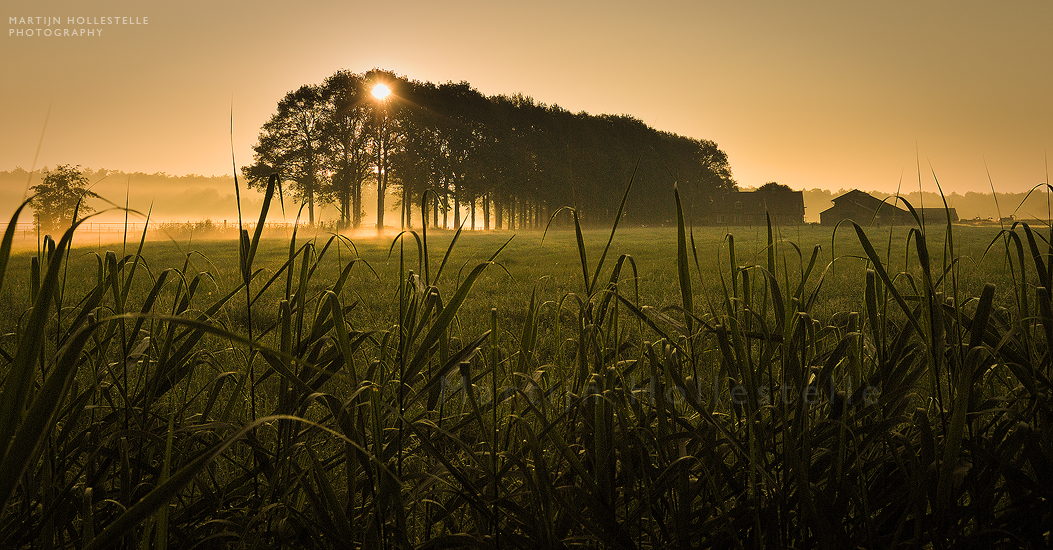 Morning of Solitude