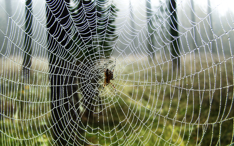 Spider on a spider web