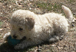 Animal - White Poodle -Playin2