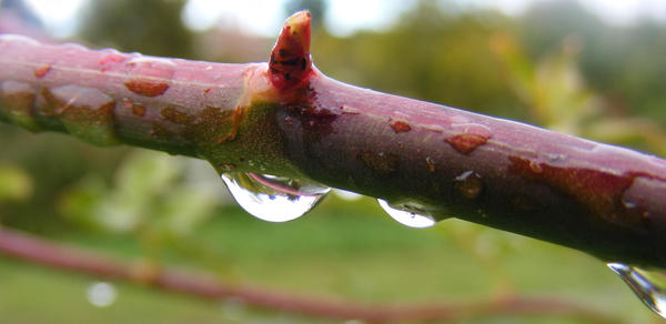 Water Drops On Vine Macro