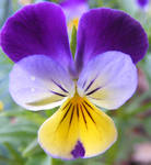 Purple Yellow Polkaface Pansy by Gracies-Stock