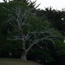 Dead N Bare Spookey Tree