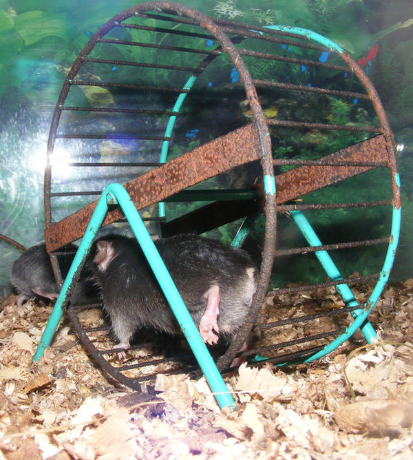 Tiny Black House Mouse Wheel