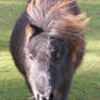 Black Miniature Horse 1