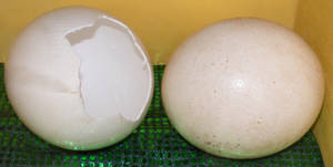 Two Broken Ostrich Eggs