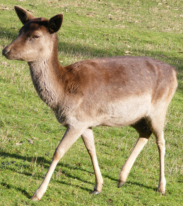 Small Baby Brown Deer 1