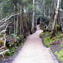 Pathway Through Woods 01