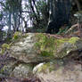 Rocks In Woods 08