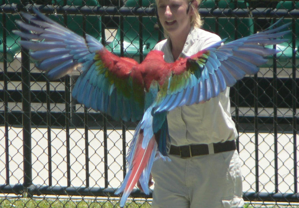 Wings Stock - Bird- Blue - Red