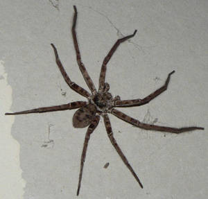 Really Hairy N Scary Spider 5