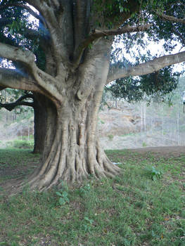 Fairytale Tree Nature Stock