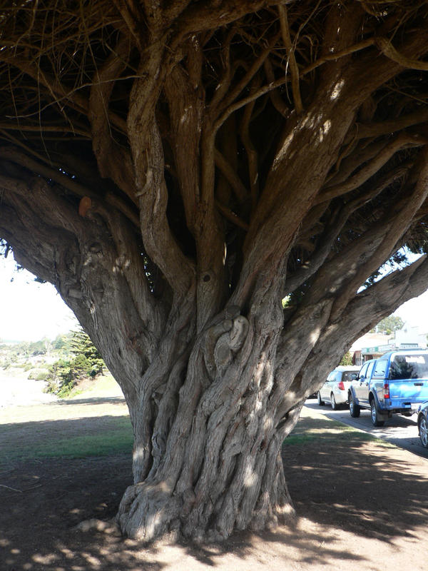 Fairytale Tree Nature Stock 5