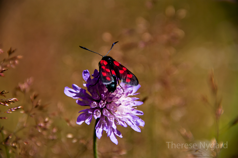 Butterfly II