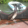 Pelican Close Up