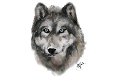 Wolf