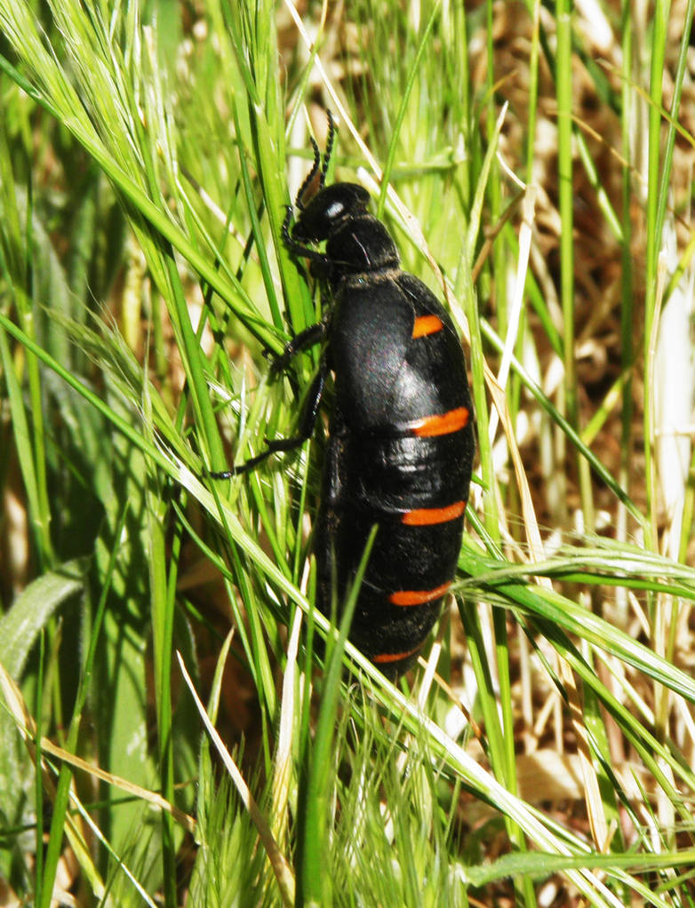 Bitachi Insecto Bichito by Chowfa on DeviantArt